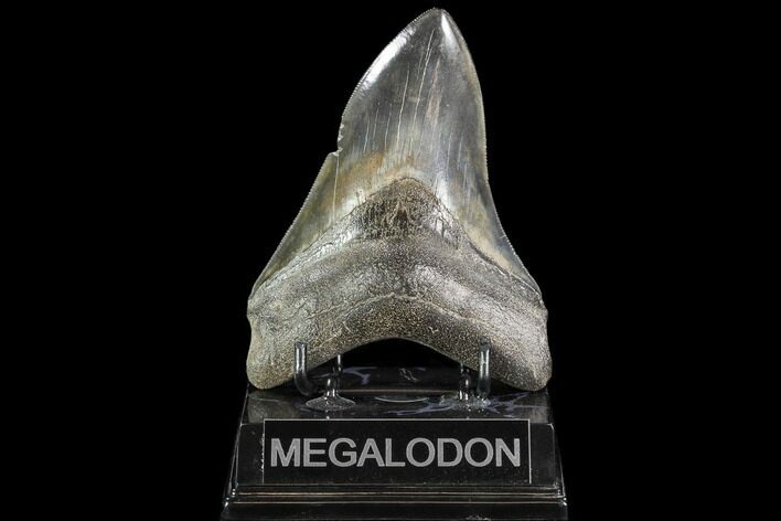 Serrated, Fossil Megalodon Tooth - Georgia #108847